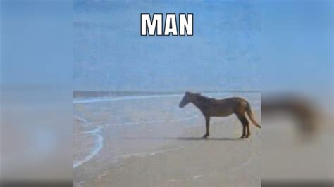 200以上 at the beach meme 134301-Cow at the beach meme