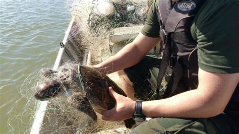 Tartaruga Salva De Redes De Pesca Na Foz Do Rio Doce Em Reg Ncia