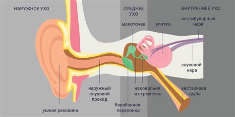 Что делать, если заложило ухо — ГепатитИнфо