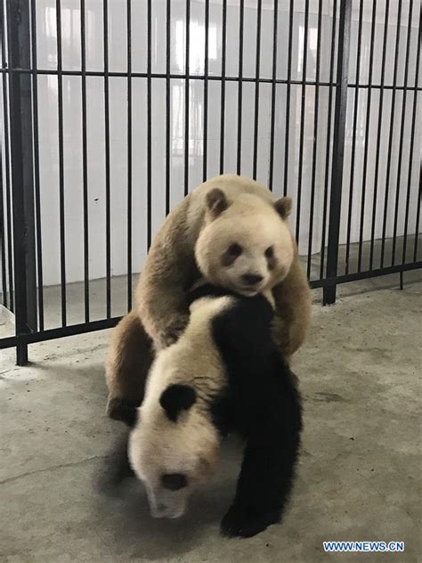 World S Only Captive Brown Giant Panda Succeeds In Natural Mating With Female Panda Xinhua