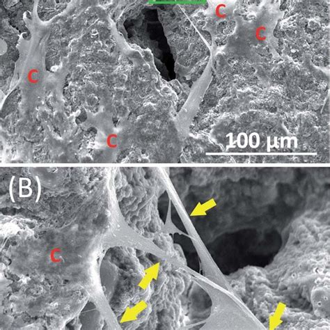 Representative Sem Images Of Hpdlscs On Cpc Scaffolds For Days A