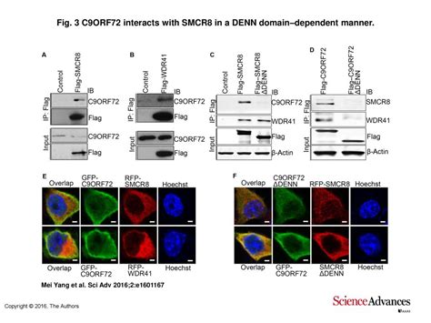 Fig 3 C9ORF72 Interacts With SMCR8 In A DENN Domaindependent Manner