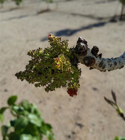 Male Pistachio Photograph by Maria Pancheri - Fine Art America