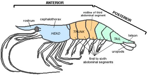 Shrimp Anatomy Diagram