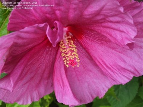 Plantfiles Pictures Hardy Hibiscus Rose Mallow Swamp Mallow Fantasia Hibiscus Moscheutos