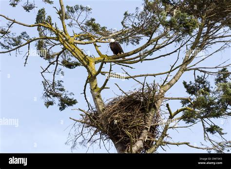 Bald Eagle and nest Stock Photo - Alamy