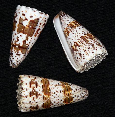 Conus Imperialis Cone Imperail Shell Etsy