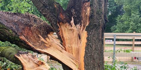 Sturmschaden Kirschbaum Im Schlosspark Gemeinde Ismaning