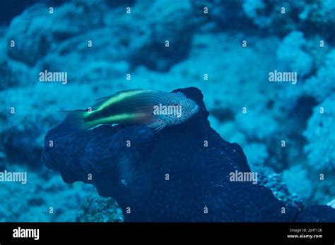 The Coral Guardian Fish Sitting On A Sponge Underwater In The Red Sea