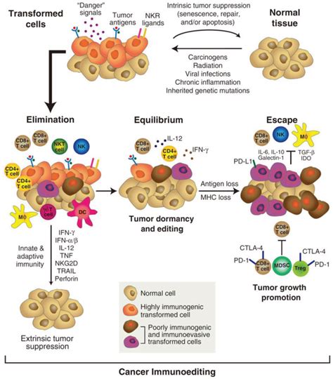 Cancer Immunoediting Cancer Immunoediting Is Used To Describe The