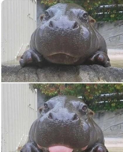 Baby Hippo Meme Subido Por Lawsofscourge Memedroid Hot Sex Picture