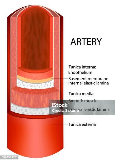lapisan arteri infografis dinding arteri struktur ilustrasi stok