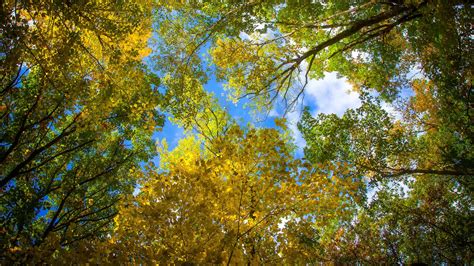 Bakgrundsbilder Solljus Landskap Skog Natur Himmel Gren Gul