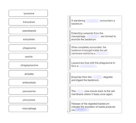 Vesicular transport process - terms Diagram | Quizlet