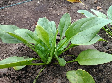 Spinacia Oleracea Spinach Quinta Dos Ouriques