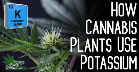 How Cannabis Plants Use Potassium Percys Grow Room