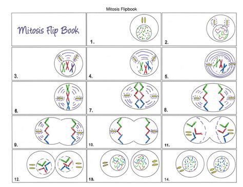 Mitosis Flipbook | Study notes Cell Biology | Docsity