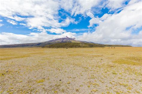 Meseta De La Pradera En El Parque Nacional De Cotopaxi Con El Volcán En ...