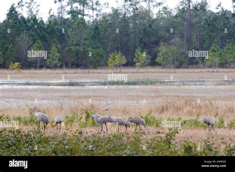 Florida Sandhill Cranes feeding in open field in Central Florida, USA Stock Photo - Alamy