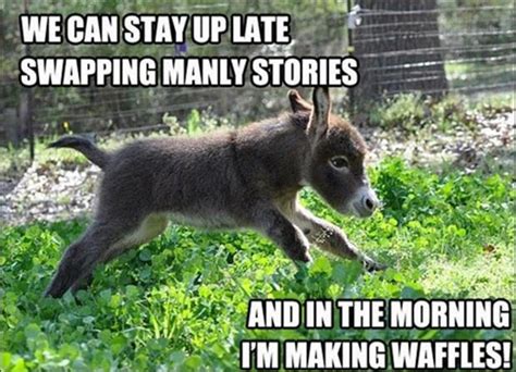 Funny Donkey Quotes