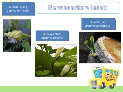 Ppt Morfologi Tumbuhan Organ Metamorfosis Ppt