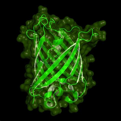 Green Fluorescent Protein Gene And Cell Technologies