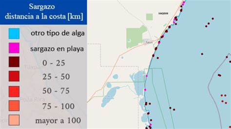 Sargazo Temporada Se Adelanta Mapa Muestra Llegada A Playas