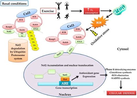 Antioxidants Free Full Text Antioxidant And Adaptative Response