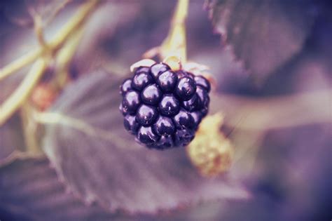 Fotos gratis flor fotografía Fruta baya hoja púrpura pétalo