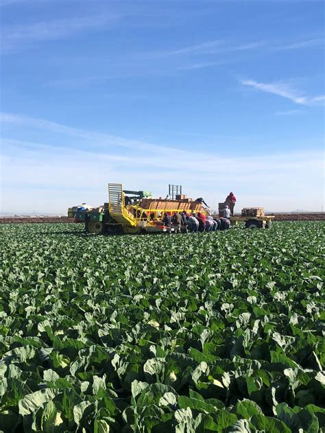 Cabbage Harvest — Vessey & Company