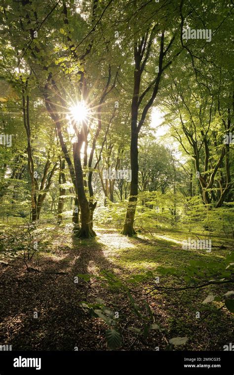 Beech Tree Forest Rold Skov Forest Skorping Denmark Stock Photo Alamy