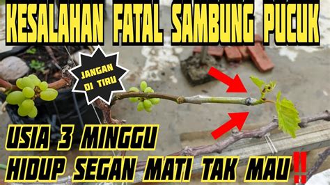 KESALAHAN FATAL SAMBUNG PUCUK ANGGUR YouTube