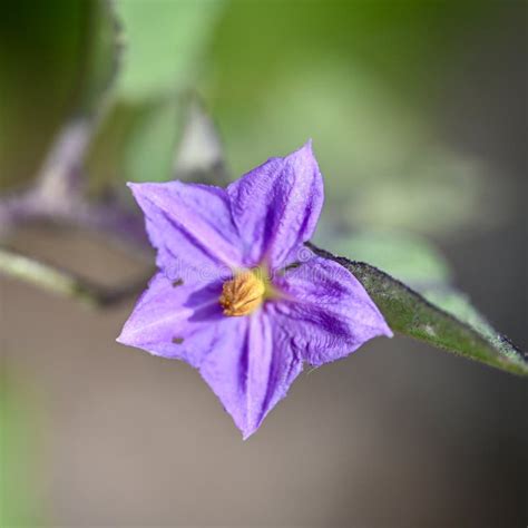 Asian Eggplant Flower Stock Photo Image Of Eggplant 289491592