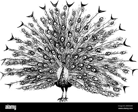 Vector Peacock With Open Tail Ink Sketch Black And White Illustration Hand Drawn Realistic