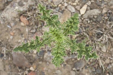 Spiky Weed Flickr Photo Sharing