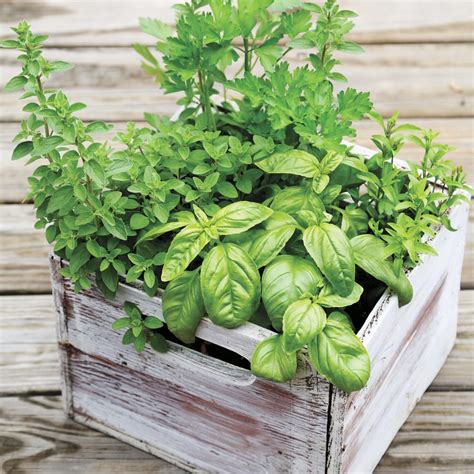 Lambert Professional Organic Potting Mix