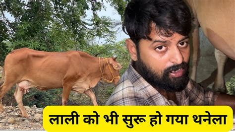 लाली को भी सुरु हो गया थनेला Mastitis In Cows Youtube