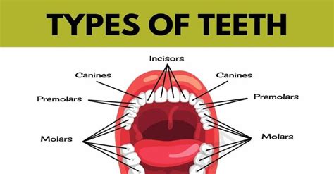 Teeth Names and Types of Teeth in English with Pictures • 7ESL