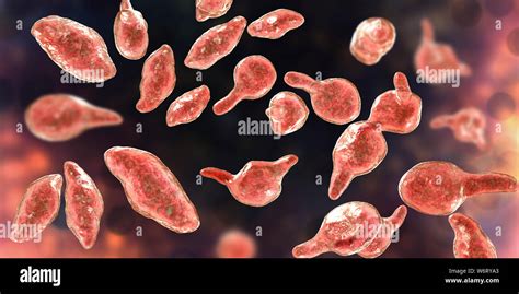 Mycoplasma Genitalium Bacteria Hi Res Stock Photography And Images Alamy