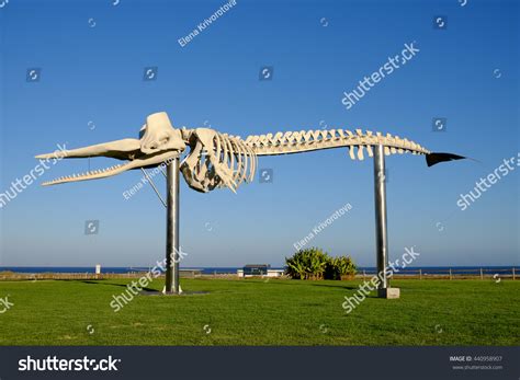 Sperm Whale Skeleton Morro Jable Fuerteventura Stock Photo