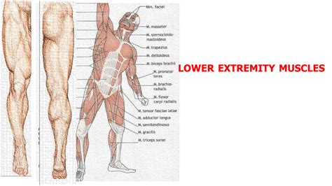 SOLUTION ATAUNI Anatomy Lower Extremity Muscles For 1st Class At