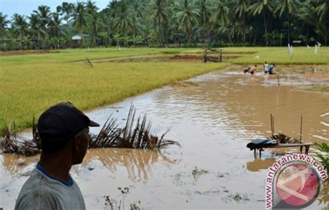 Puluhan Hektare Padi Terendam Petani Batanghari Panen Dini