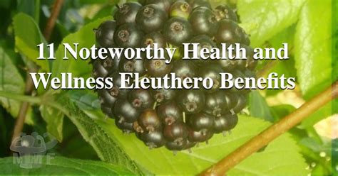 11 Noteworthy Health and Wellness Eleuthero Benefits