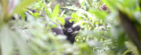 It’s all in a name: Gorillas get names at Rwanda’s annual naming ...