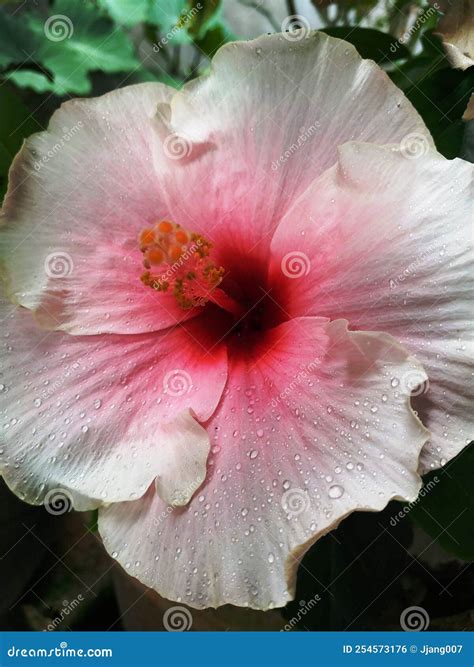 Bunga Raya Malaysia National Flower Redaktionelles Foto Bild Von Rosa