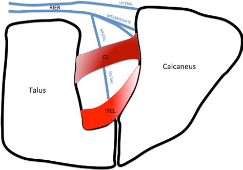 Structure Of Bifurcated Ligament Semantic Scholar