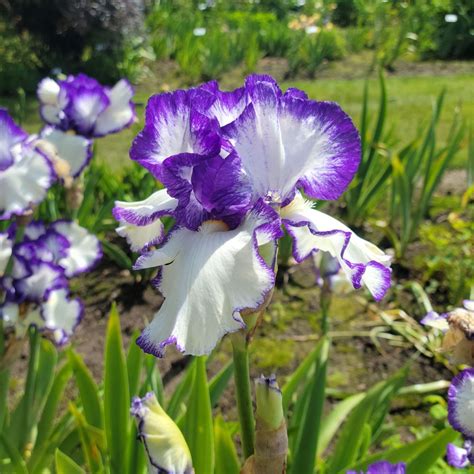 Iris Germanica Presby S Crown Jewel Reblooming White Flower Farm