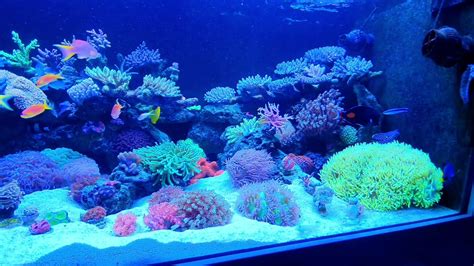 My Home Reef Akwarium Morskie 1000 L Acanthurus Achilles YouTube