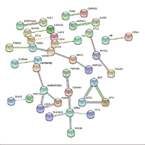 The Protein Protein Interaction Network Determined By String On