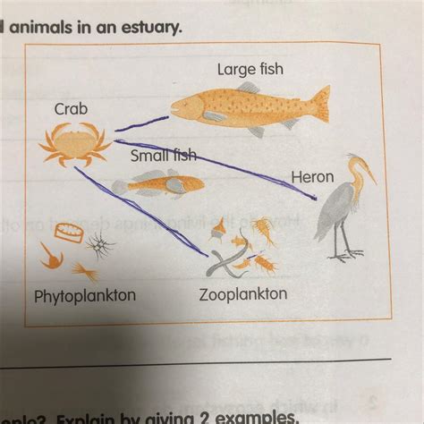 Write 2 Ways In Which These Plants And Animals Depend On Water